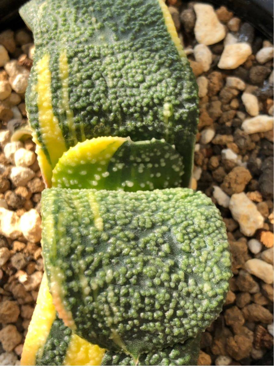 観葉植物 ガステリア 臥牛錦 パール系 極上株