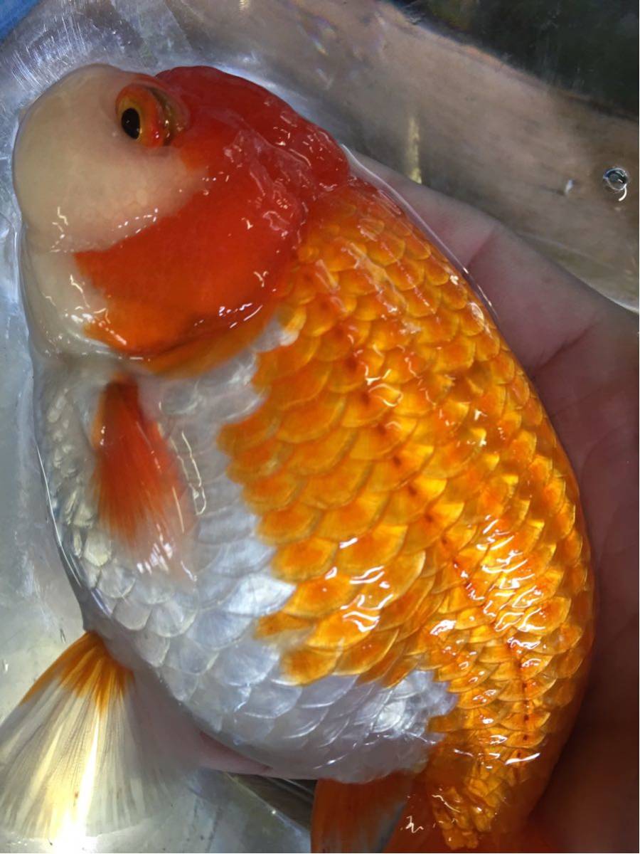 特選金魚○弥富産！加藤氏作○超巨大！！らんちゅう♀1尾○