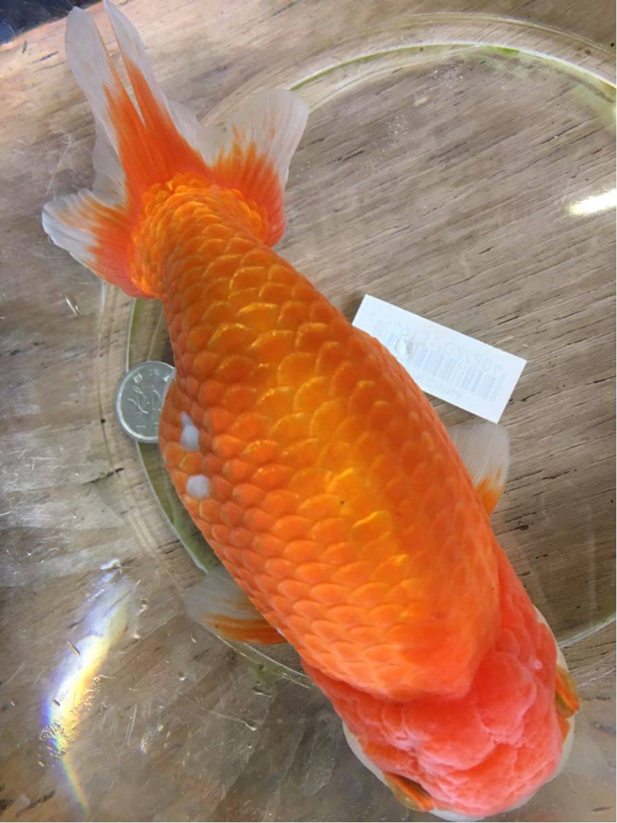 特選金魚○弥富産！加藤氏作○超巨大！！らんちゅう♀1尾○