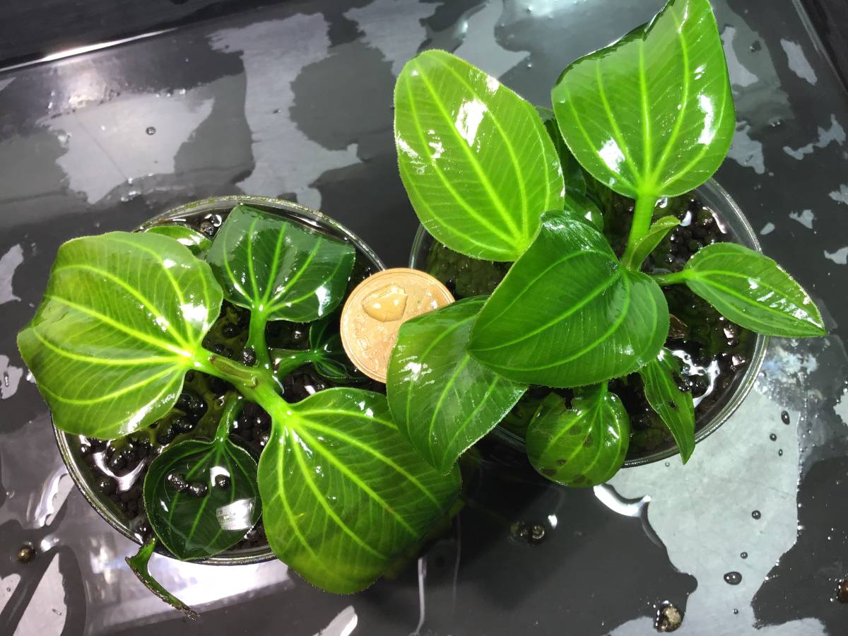 エキノドルスspオパクス サンカルロス産 水中葉 9株 イグアス2009