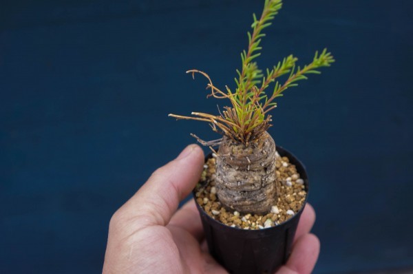 【送料無料】Aeollanthus subacaulis var. linearis　アエオランサス・リネアリス　高山性　シソ科　コーデックス　塊根植物