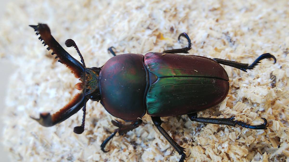 ★特殊系パプアキンイロクワガタペア★3 ★特殊系パプアキンイロクワガタペア★3