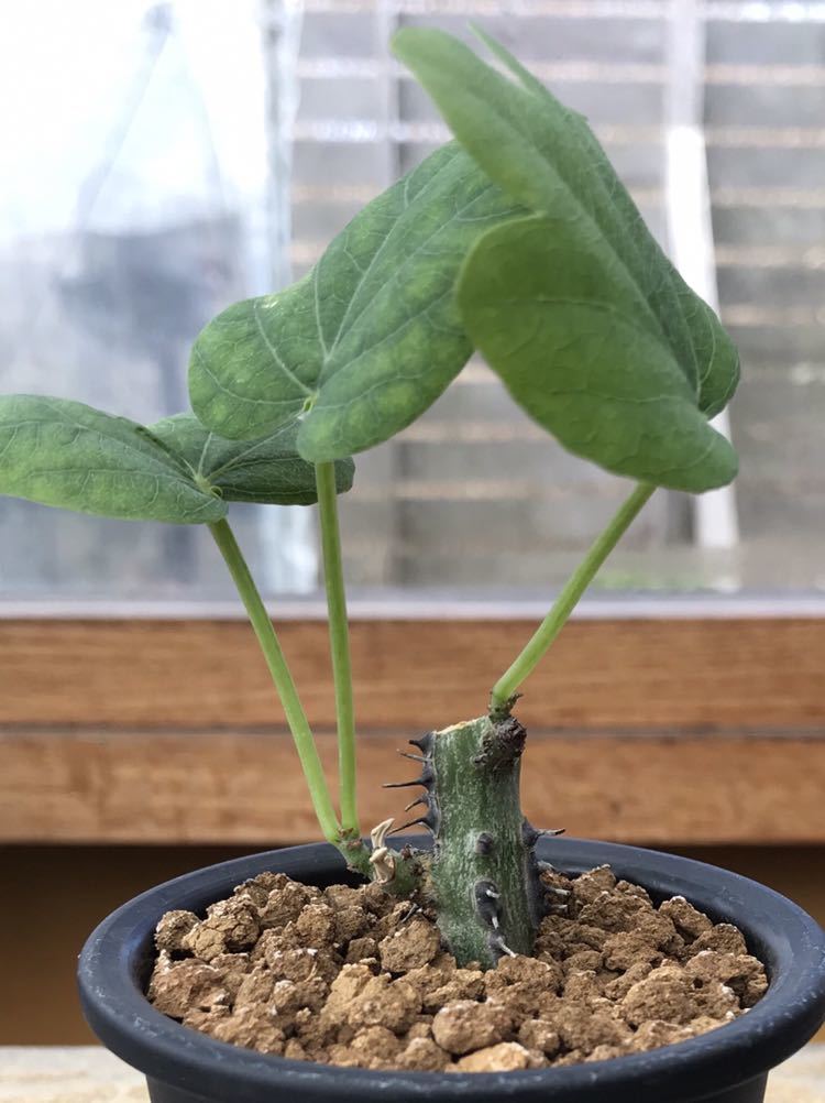 アデニア アクレアータ Adenia aculeata - Yahoo!オークション | 発根
