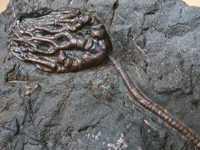 定番，大人気 化石 ウミユリ 超絶クリーニング ３D 最高級 標本 鉱物 原石 観賞石 銘石 水石 石 インテリア オブジェ(化石)｜売買されたオークション情報、yahooの商品情報をアーカイブ公開 - オークファン 化石