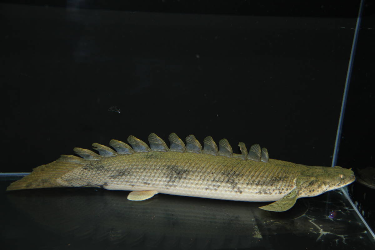 １円スタート！ＰＯエンドリケリー４３．５ｃｍ♀