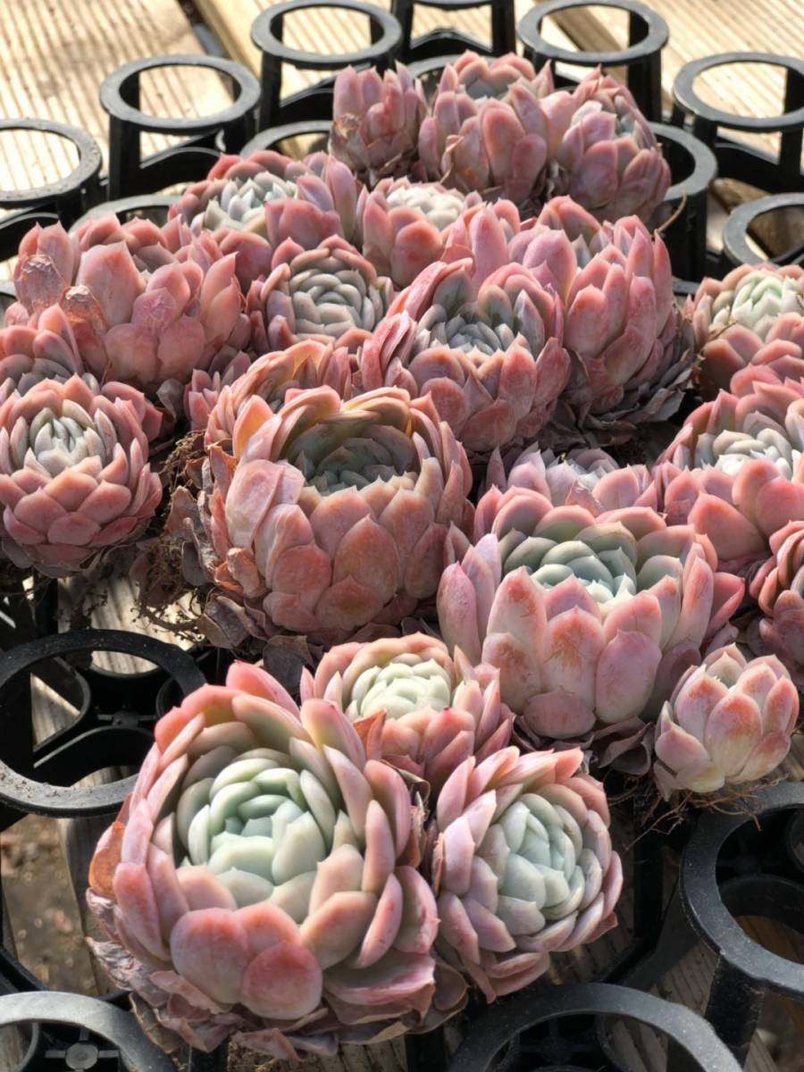 Choenji (岡山発送) 韓国多肉植物 Echeveria Pink Nation 群生 10個