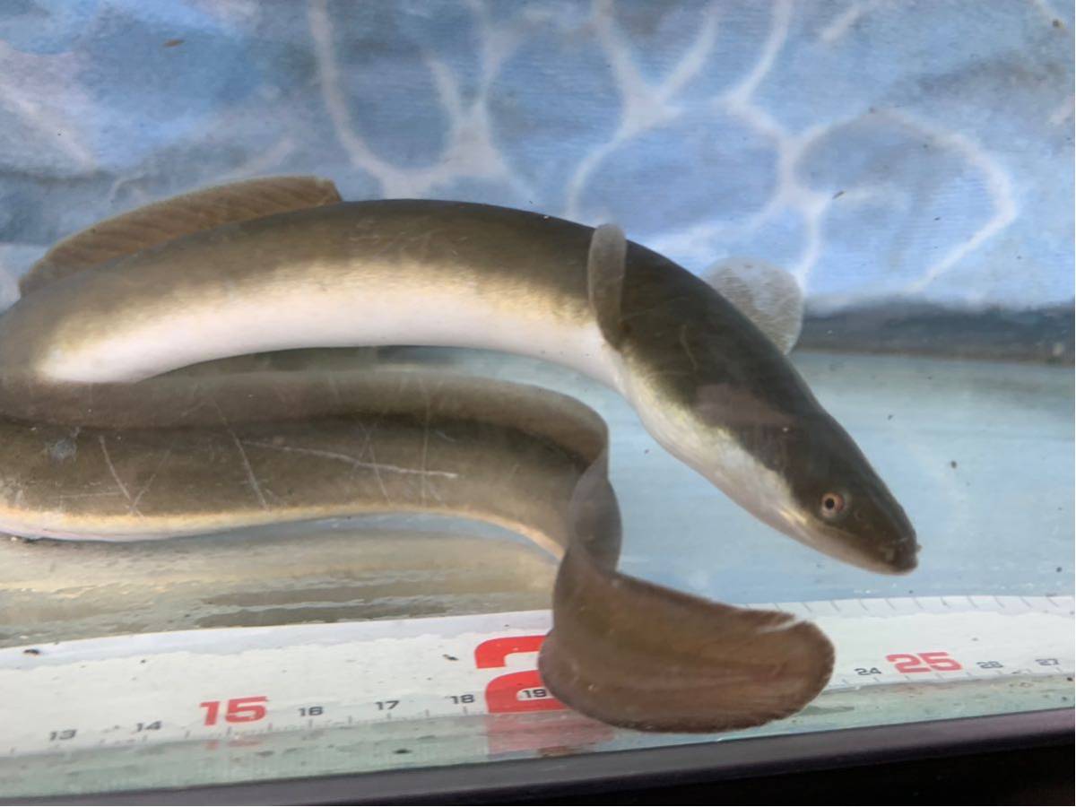 天然うなぎ 海うなぎ ウナギ 鰻 30 40センチ 3匹 川魚 売買されたオークション情報 Yahooの商品情報をアーカイブ公開 オークファン Aucfan Com