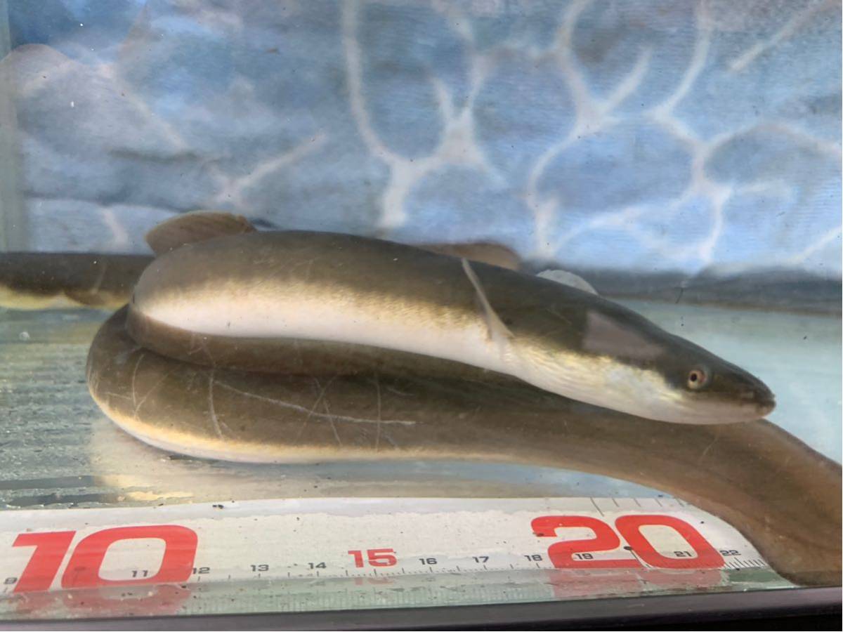 天然うなぎ 海うなぎ ウナギ 鰻 30 40センチ 3匹 川魚 売買されたオークション情報 Yahooの商品情報をアーカイブ公開 オークファン Aucfan Com