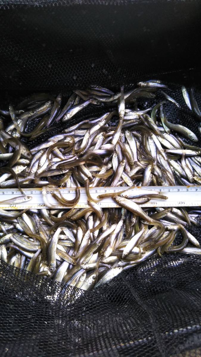 いき雑魚 モロコ クチボソ 500匹セット 川魚 売買されたオークション情報 Yahooの商品情報をアーカイブ公開 オークファン Aucfan Com