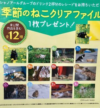 ベローチェ 岩合光昭コラボ 猫クリアファイル 全種類