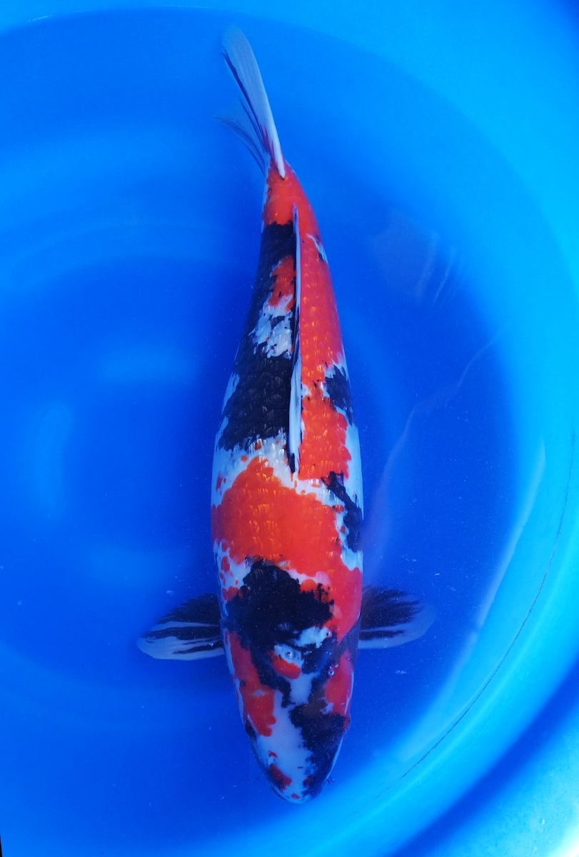 【定番，新作登場】 錦鯉小海 銀鱗昭和 4歳 メス 66㎝ #31-26(錦鯉)｜売買されたオークション情報、yahooの商品情報をアーカイブ公開 - オークファン 錦鯉