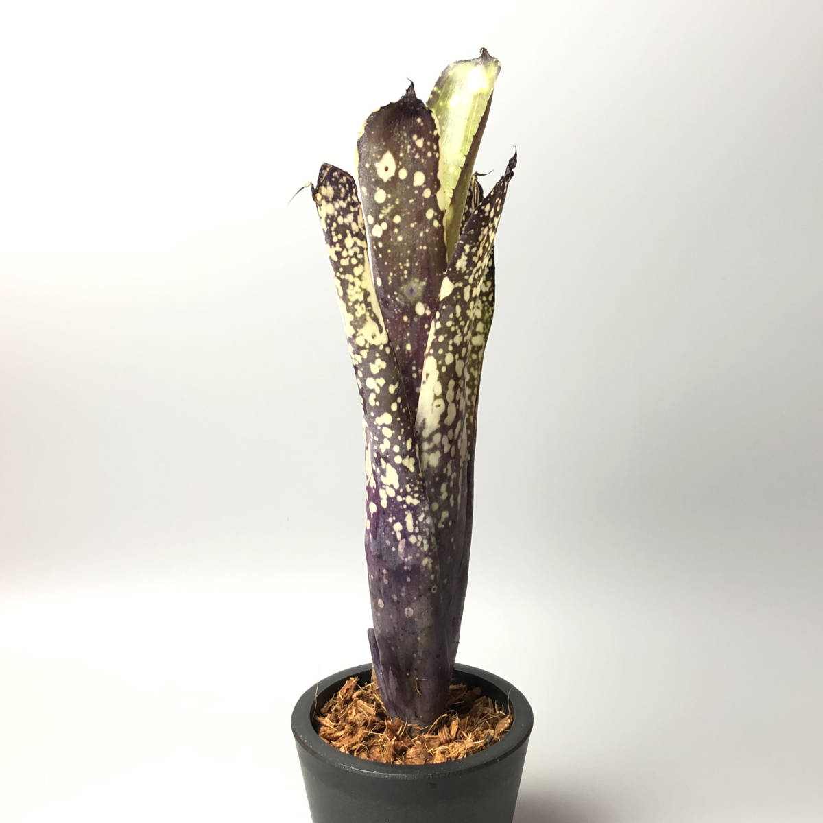 Billbergia Hybrid ' Domingos Martins x Afterglow x Purple Haze' ビルベルギア ...