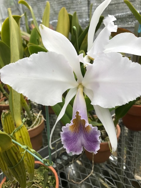 カトレア原種 C.gaskelliana semialba 'Hanza' OG カトレア原種 C.gaskelliana semialba 'Hanza' OG カトレア原種 C