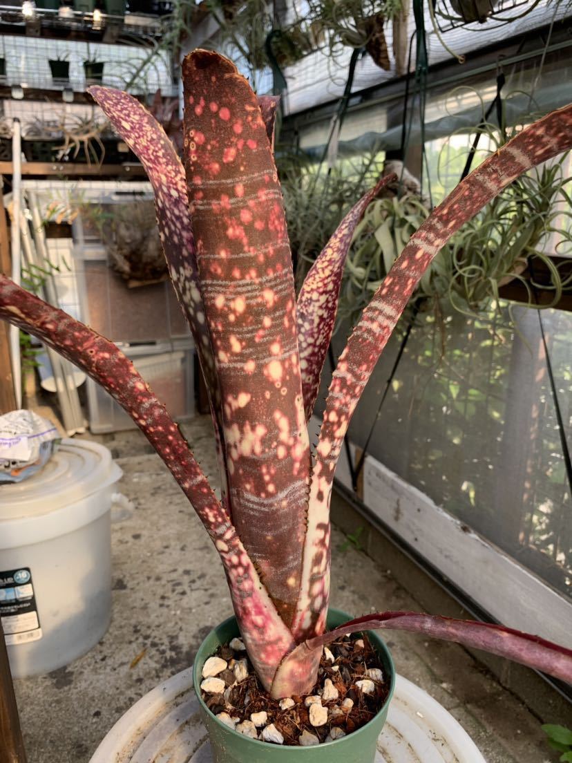 ビルベルギア Billbergia Snow' - Canvey Yahoo!オークション