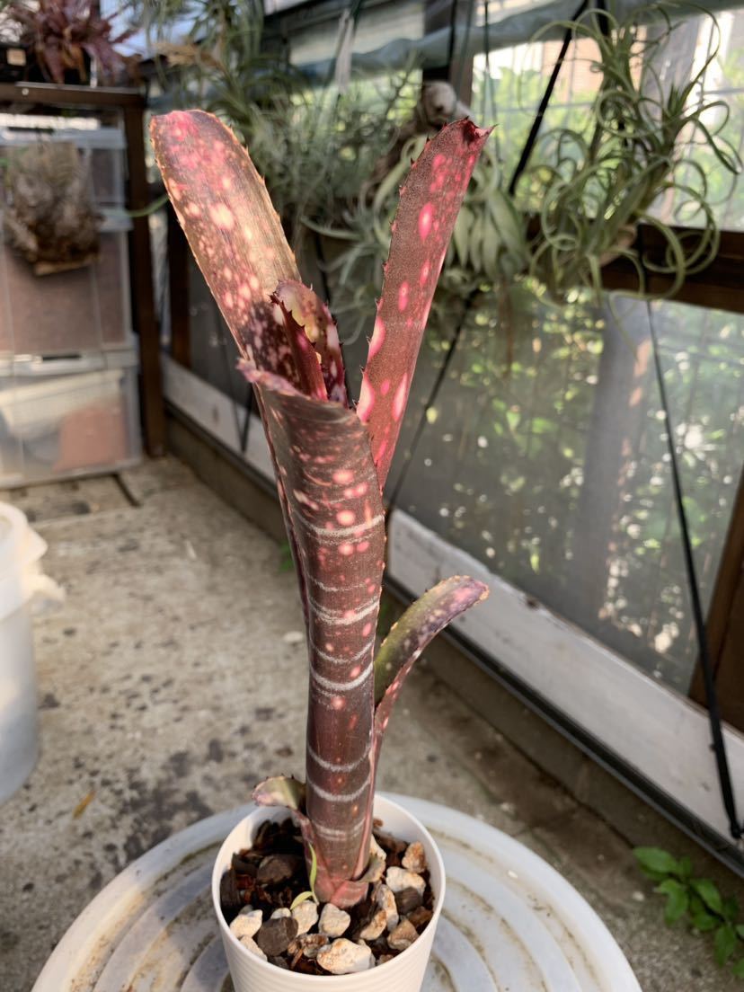 ビルベルギア Billbergia canvey Snow Billbergia ビルベルギア Snow