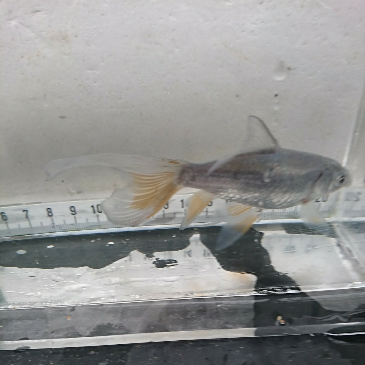 【宮城鉄魚飼育研究会】青鉄魚②12~13センチくらい 雌のよう