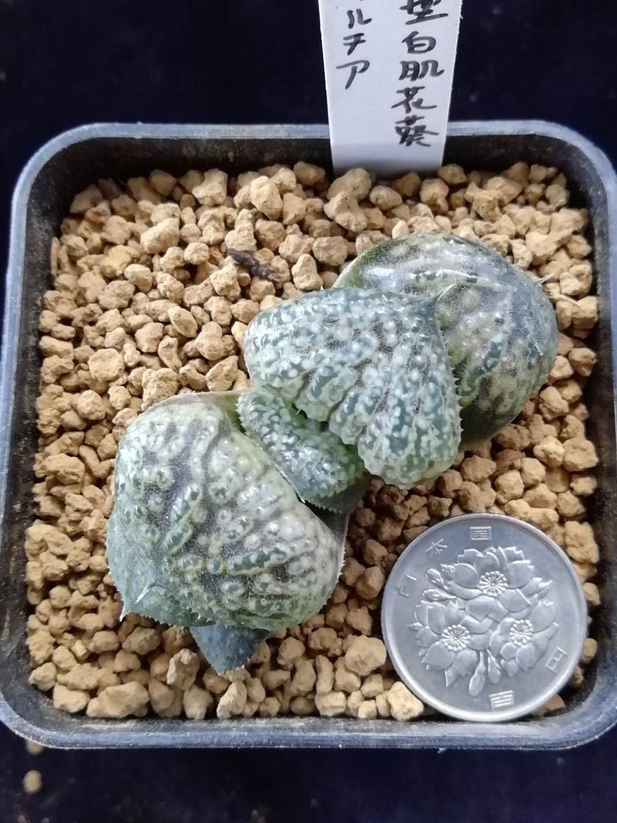 ハオルチア | ≧∇≦）多肉植物 大株 巨大型白肌花葵 エンジン 春の