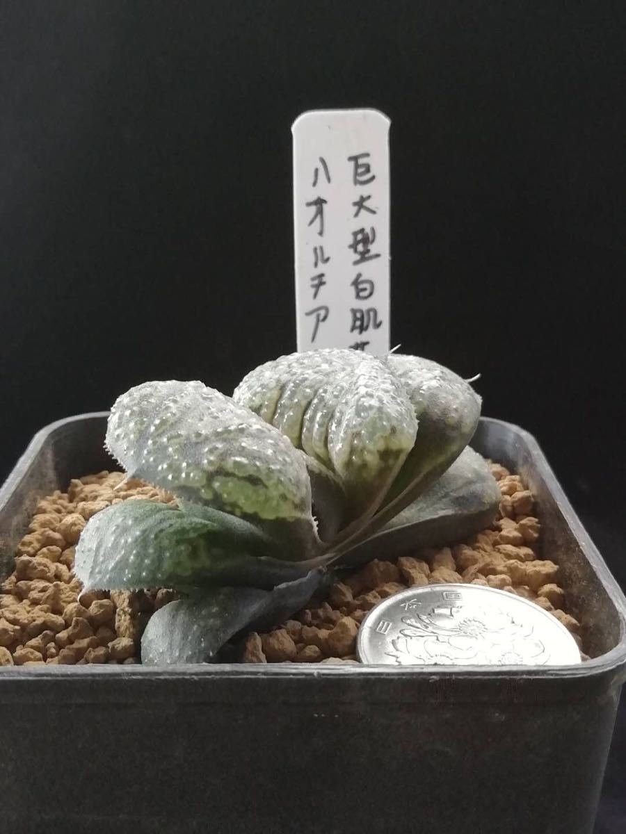 ハオルチア | ≧∇≦）多肉植物 大株 巨大型白肌花葵 エンジン 春の