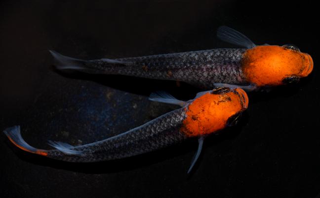  漁 火 稚魚 20匹(めだか)｜売買されたオークション情報、yahooの商品情報をアーカイブ公開 - オークファン めだか