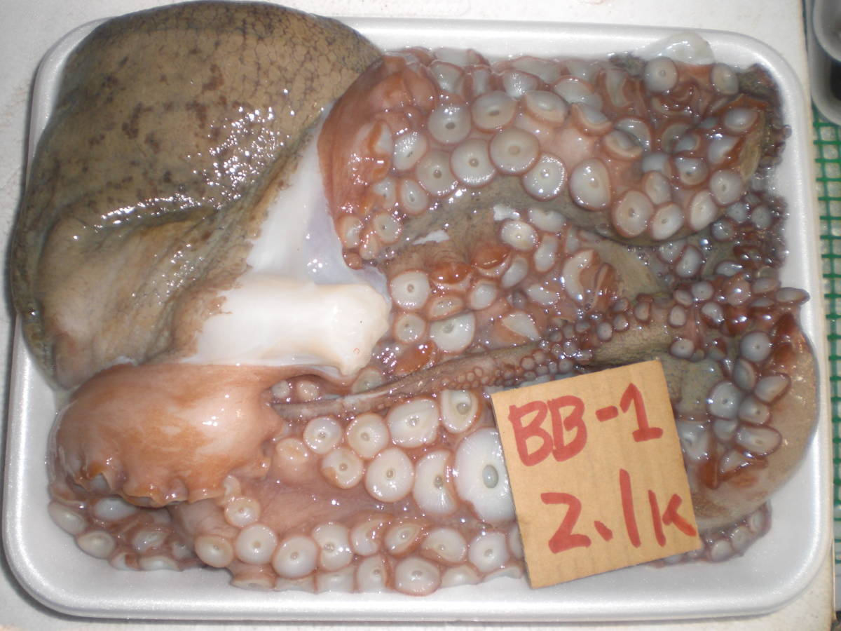 【激安】【和歌山・大阪・徳島産】 　マダコ　 (2.1k)　 訳有 BB-1