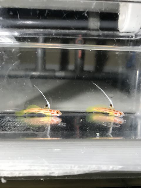 ヤシャハゼ オス メス 2匹 セット 元気 かわいい(海水魚)｜売買されたオークション情報、yahooの商品情報をアーカイブ公開 - オークファン 海水魚