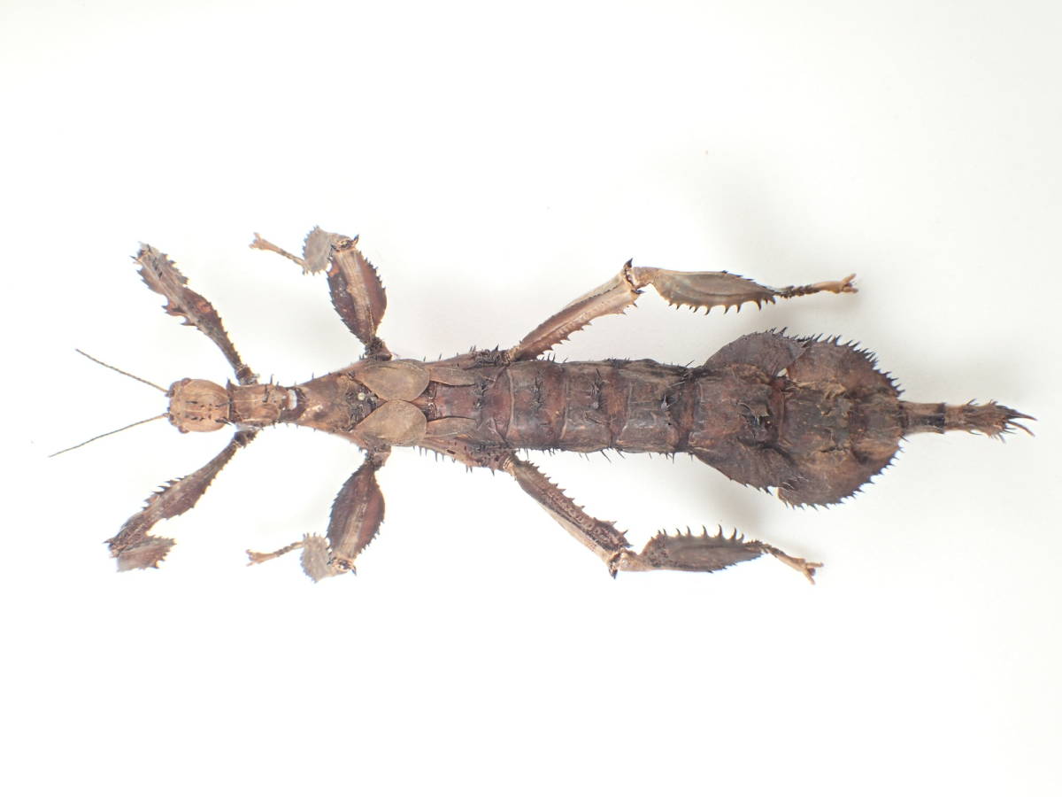 ユウレイヒレアシナナフシ - PAPUAの世界！！ | 虫の写真と生態なら