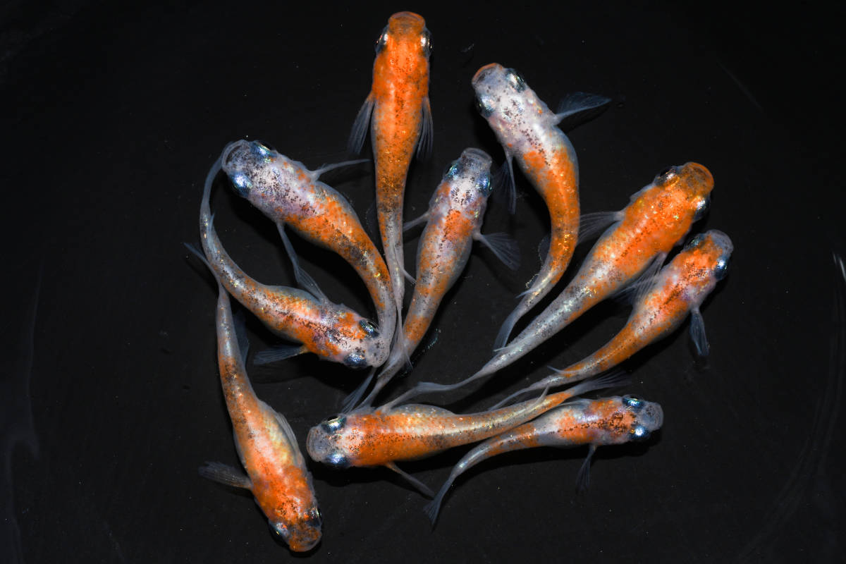 【現物出品】　三色ラメ　若魚　10匹　o-18