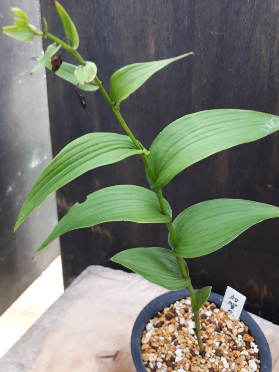 6.5日迄出品　山野草 カキラン 加賀の緋 幻の山野草　つぼみ付きを鉢ごと発送 人気】 【山野草】 カキラン 「加賀の緋」