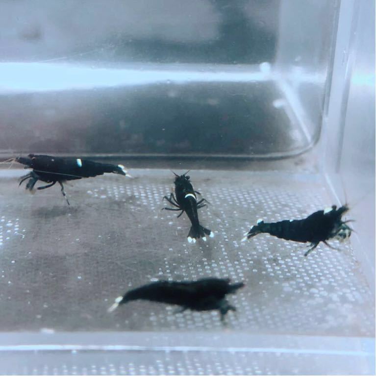 雅☆ブラック多めブラックシャドーキングコング☆５匹☆_1