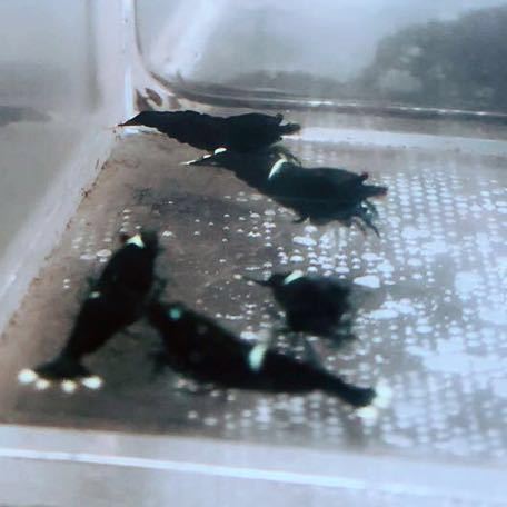 雅☆ブラック多めブラックシャドーキングコング☆５匹☆_3