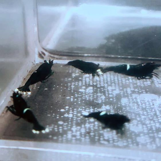 雅☆ブラック多めブラックシャドーキングコング☆５匹☆_4