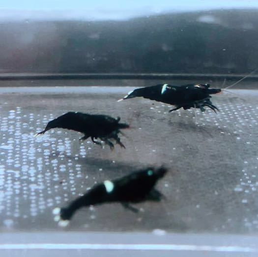 雅☆ブラック多めブラックシャドーキングコング☆５匹☆_5