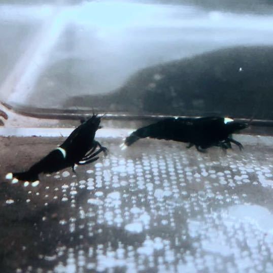 雅☆ブラック多めブラックシャドーキングコング☆５匹☆_6