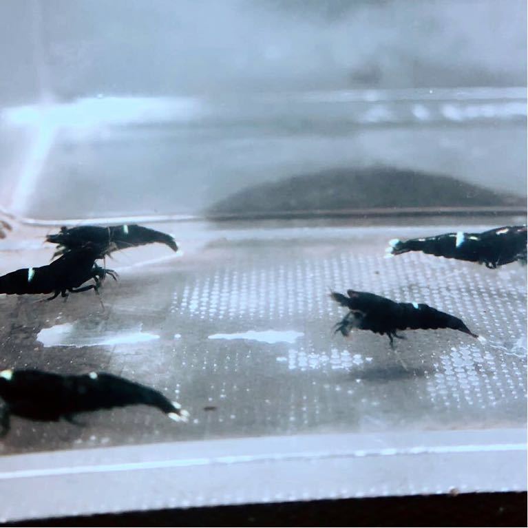 雅☆ブラック多めブラックシャドーキングコング☆５匹☆_7