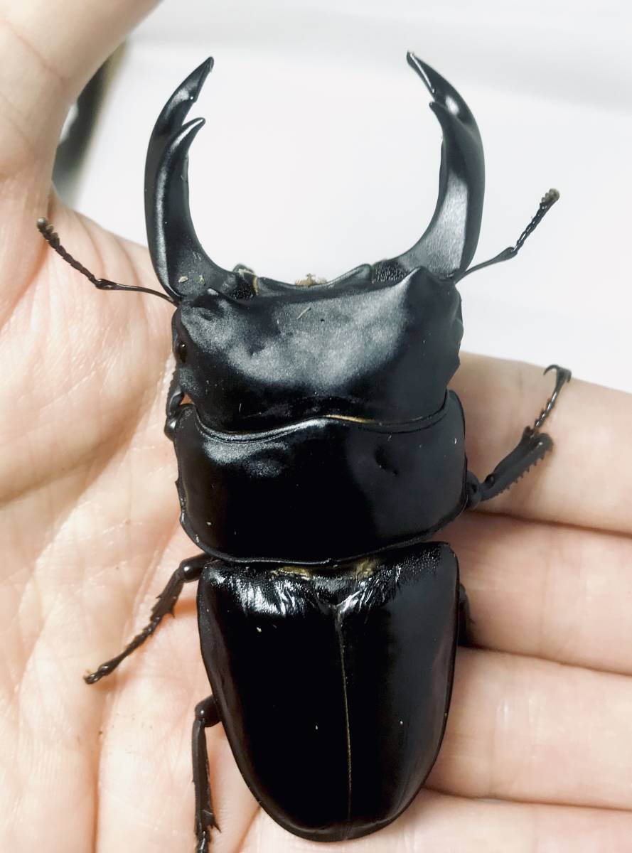 オオクワガタ　能勢YG　新成虫　87.0mm B品　オス単品　870同腹 オオクワガタ 新成虫 委託出品能勢YG血統 ♀単品 YG2415-09 SHOPオオクワガタ販売