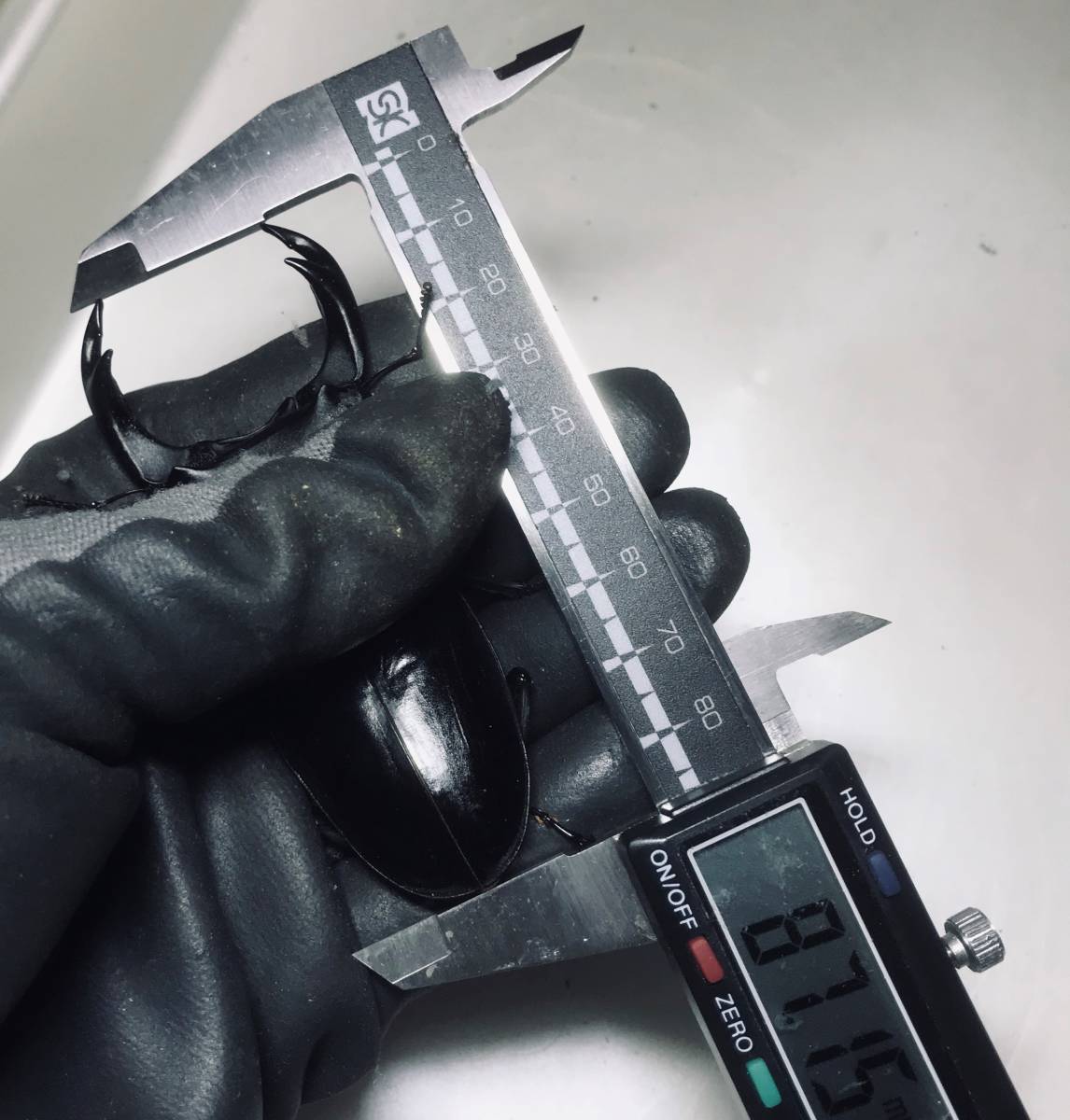 オオクワガタ　能勢YG　新成虫　87.0mm B品　オス単品　870同腹 オオクワガタ 新成虫 委託出品能勢YG血統 ♀単品 YG2415-09 SHOPオオクワガタ販売