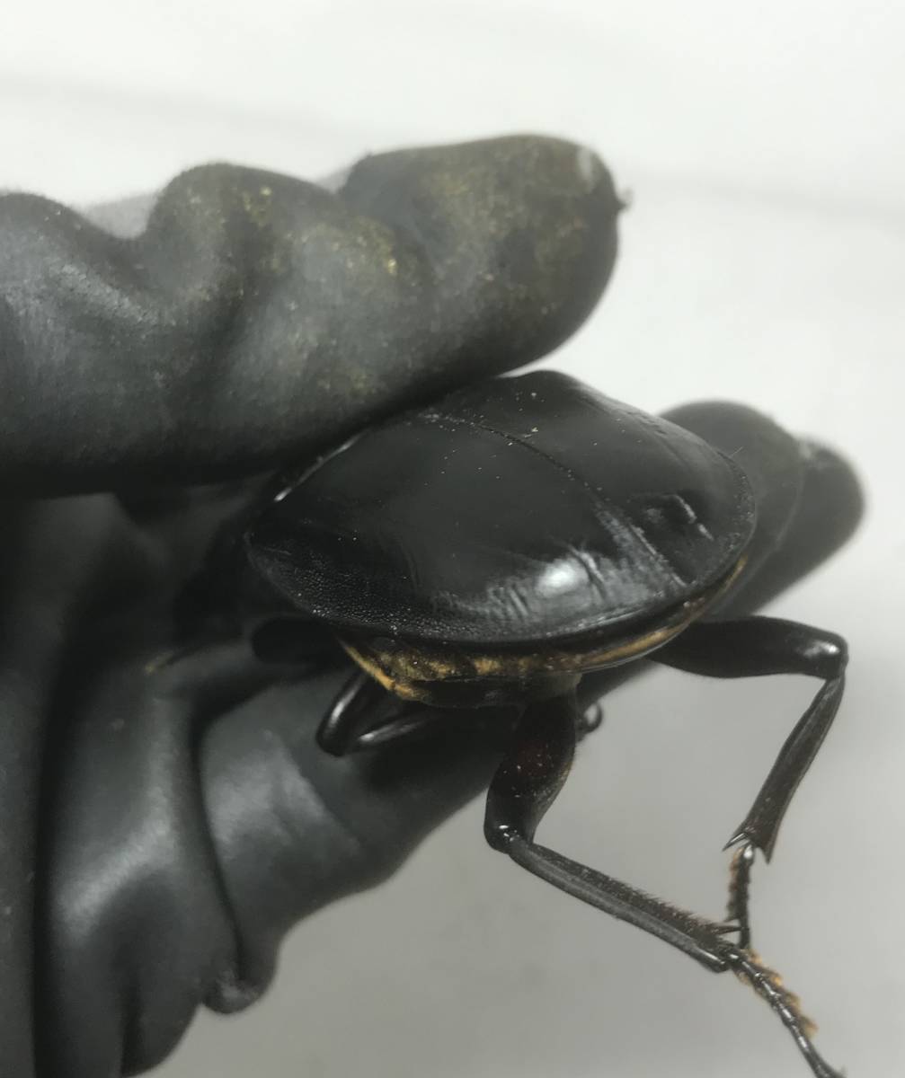 オオクワガタ　能勢YG　新成虫　87.0mm B品　オス単品　870同腹 オオクワガタ 新成虫 委託出品能勢YG血統 ♀単品 YG2415-09 SHOPオオクワガタ販売