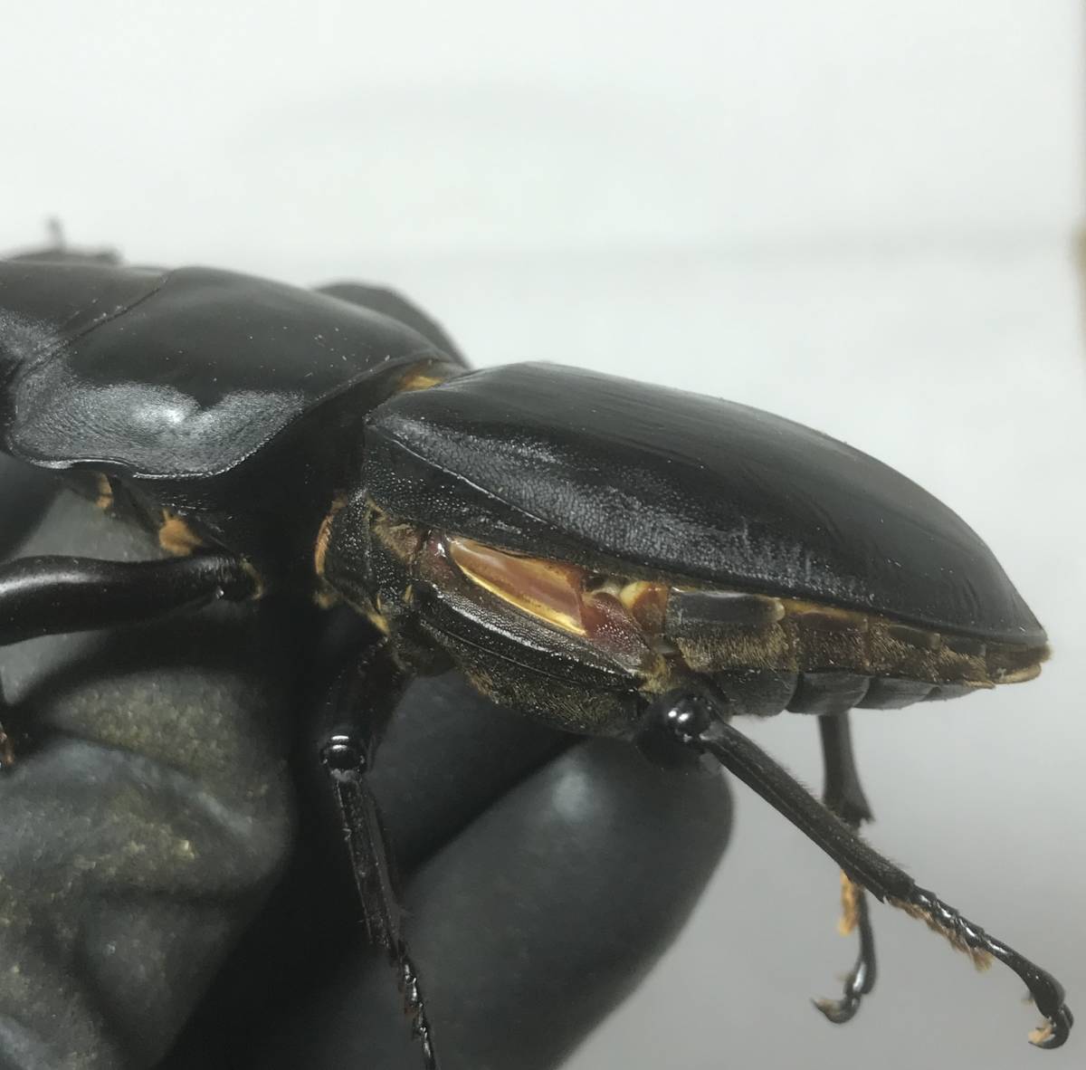 オオクワガタ　能勢YG　新成虫　87.0mm B品　オス単品　870同腹 オオクワガタ 新成虫 委託出品能勢YG血統 ♀単品 YG2415-09 SHOPオオクワガタ販売
