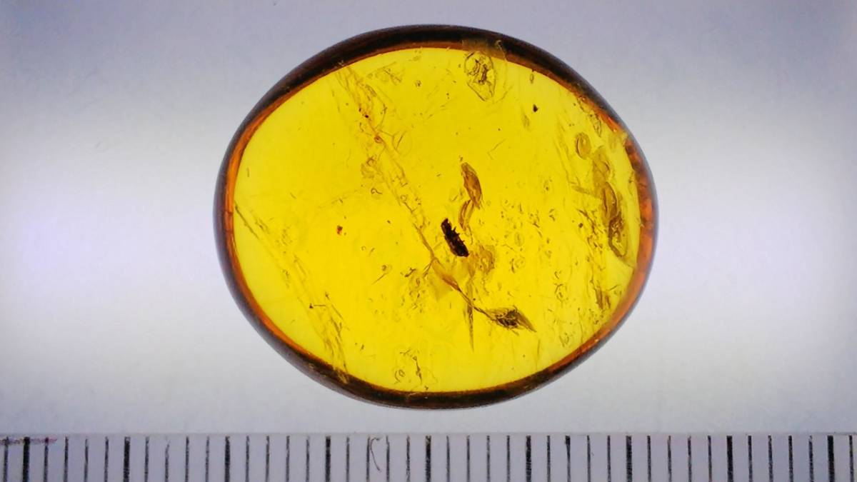 白亜紀 ビルマ琥珀 虫入り 化石 虫入りです！白亜紀、約1億年前の恐竜