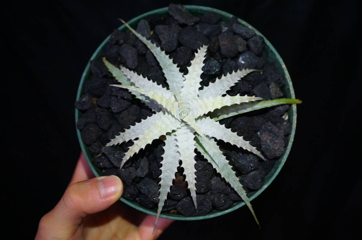 セール，格安 Forzzaea warasii 旧 Cryptanthus warasii 活着済 フォルツアエア クリプタンサス ブロメリア(アナナス)｜売買されたオークション情報、yahooの商品情報をアーカイブ公開 - オークファン アナナス