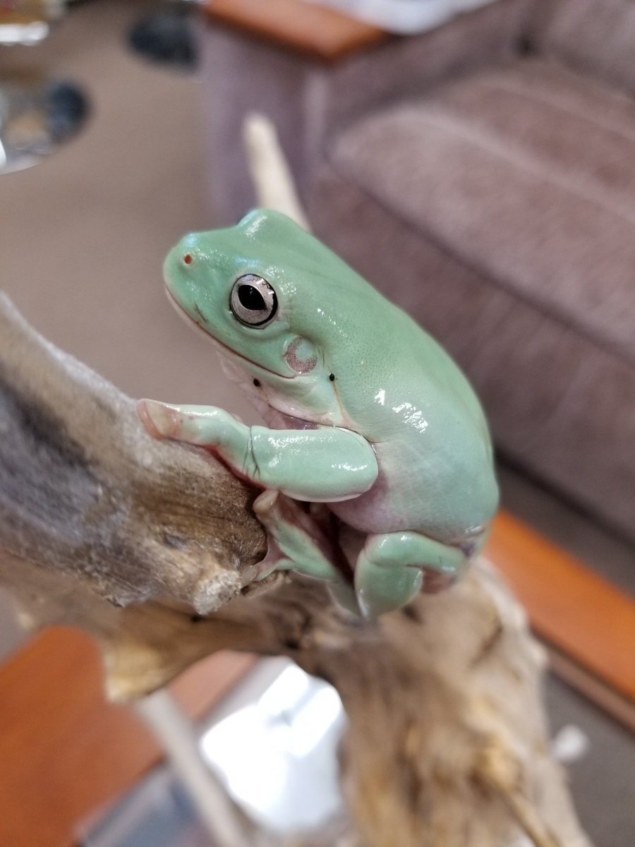 イエアメガエル　カエル　生体　2匹セット　鑑賞用　飼いやすい　でかい　よく動く_1