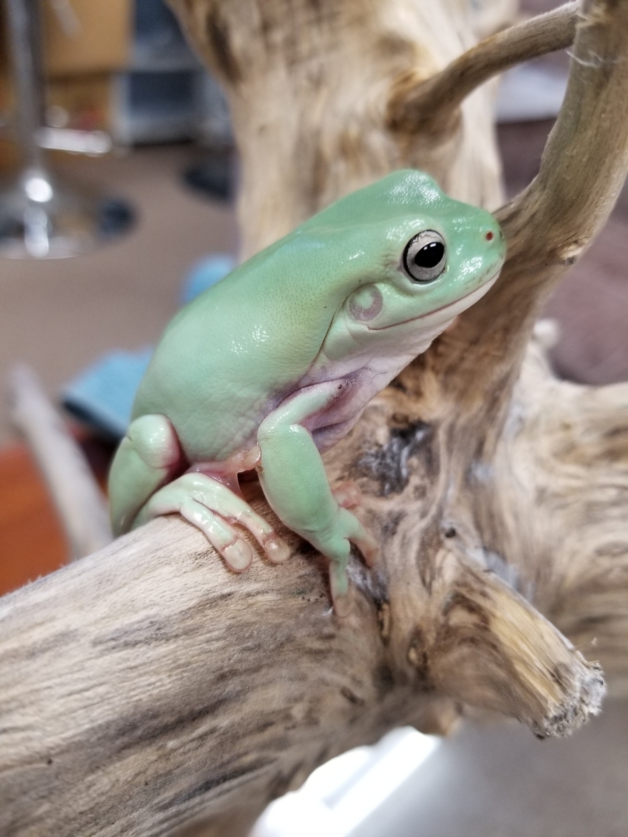 イエアメガエル　カエル　生体　2匹セット　鑑賞用　飼いやすい　でかい　よく動く_2