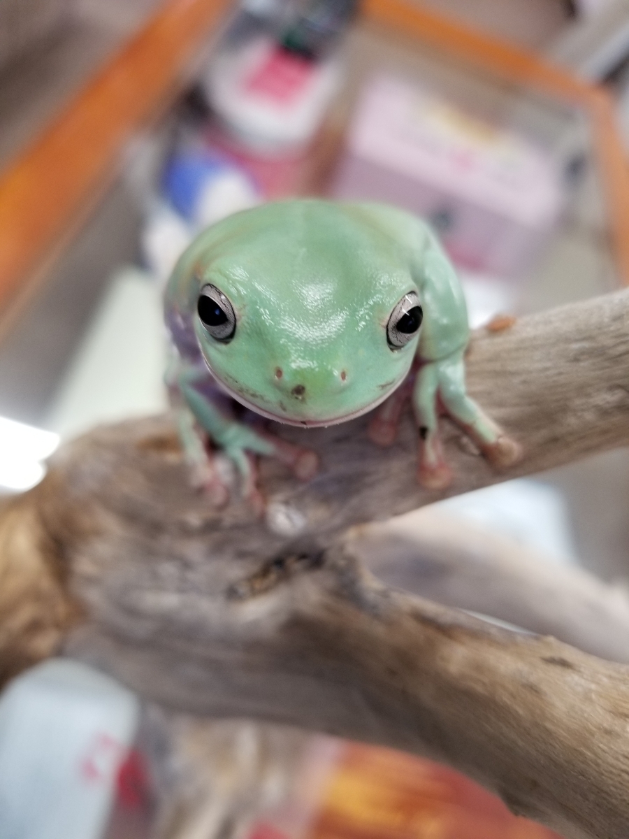 イエアメガエル　カエル　生体　2匹セット　鑑賞用　飼いやすい　でかい　よく動く_3