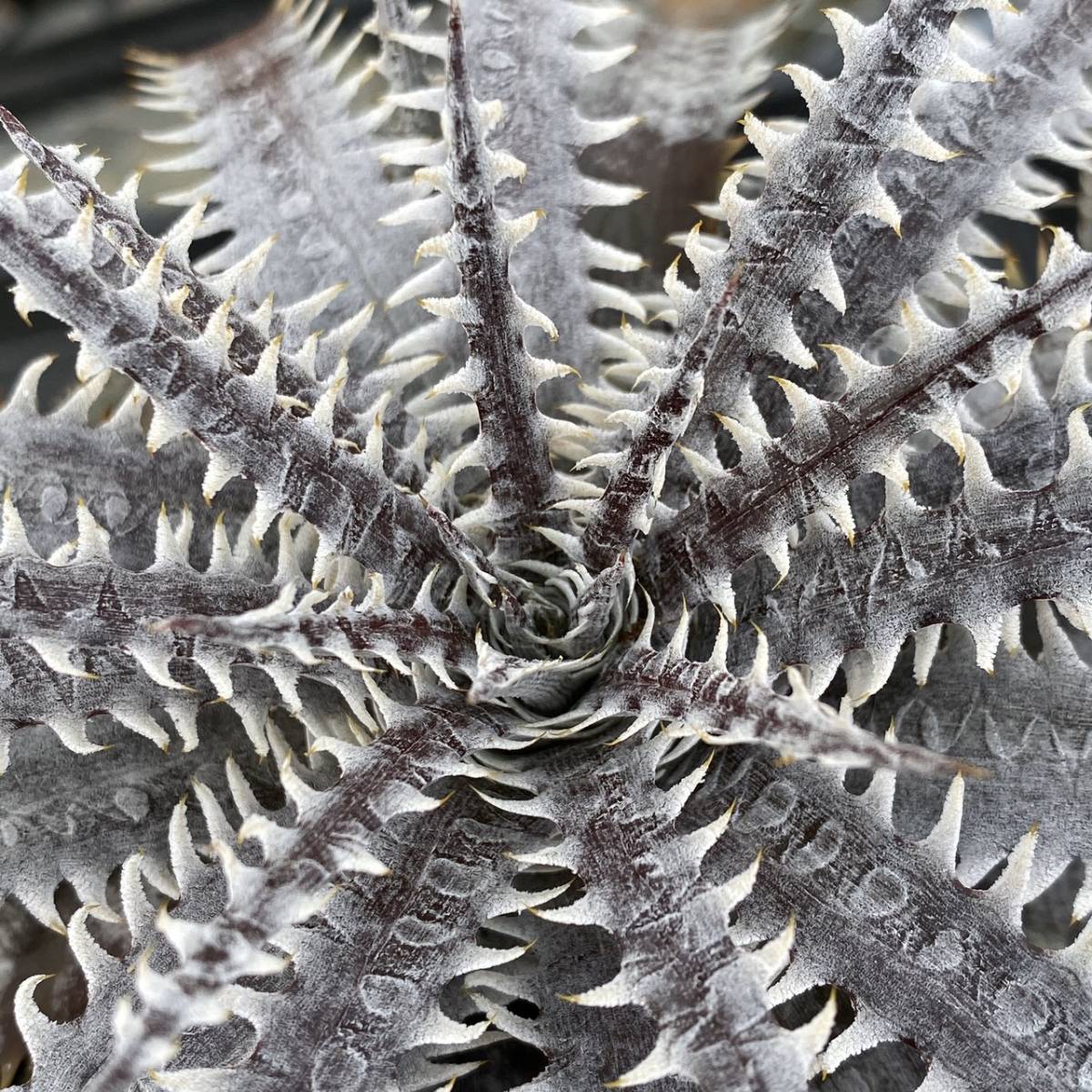 sueb hybrid!! Dyckia-Arizona F1 × TinyRed ディッキア-アリゾナF1