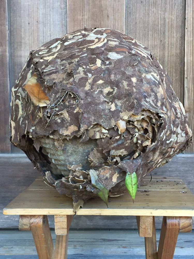 天然 縁起物 スズメバチの巣 ◇ 蜂の巣 自然 オブジェ(科学、自然