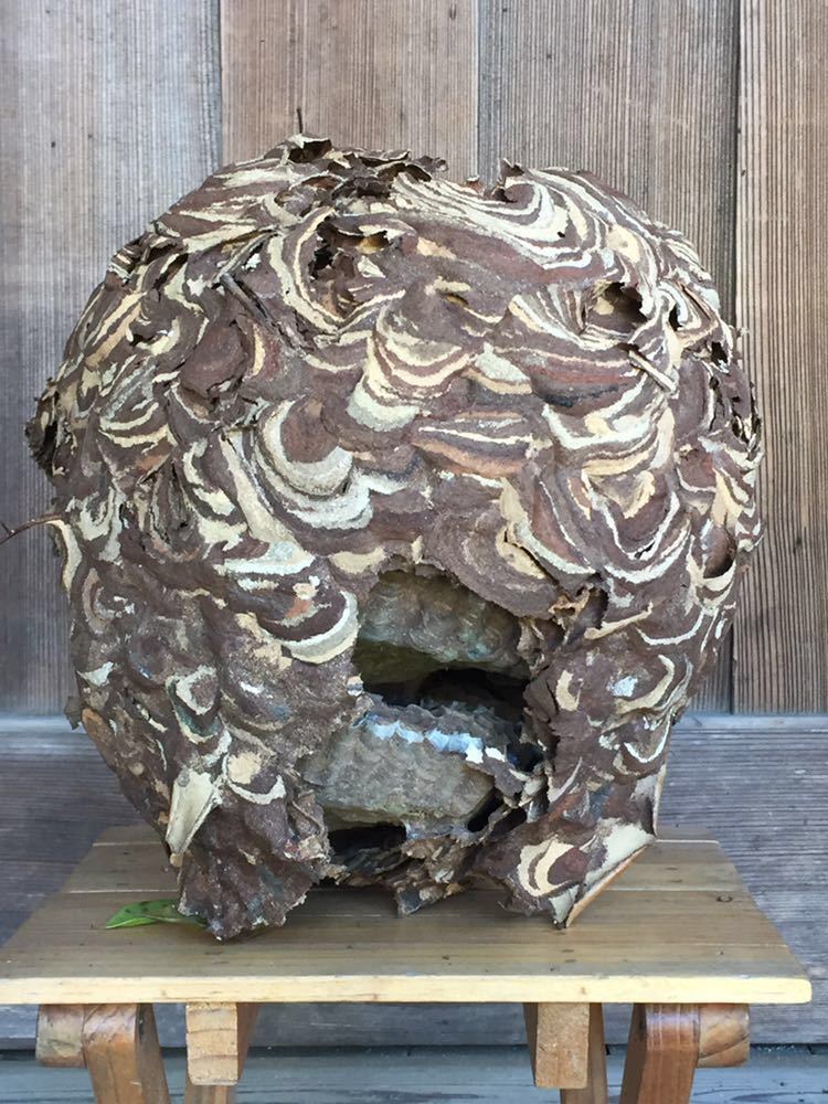 天然 縁起物 スズメバチの巣 ◇ 蜂の巣 自然 オブジェ(科学、自然