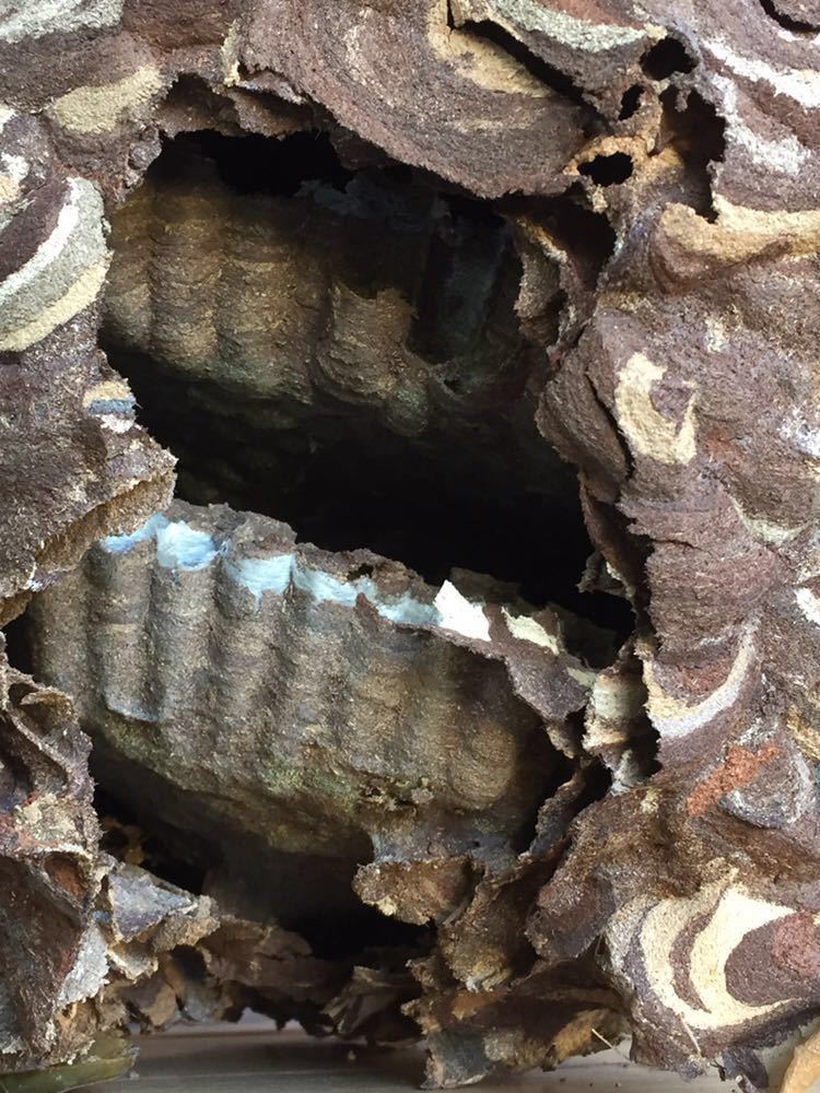 天然 縁起物 スズメバチの巣 ◇ 蜂の巣 自然 オブジェ(科学、自然