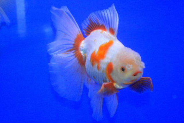 セレクト個体 オランダ獅子頭 白勝ち更紗 ハーフムーン ２６cm前後 獅子頭 売買されたオークション情報 Yahooの商品情報をアーカイブ公開 オークファン Aucfan Com