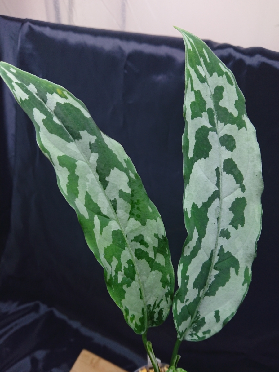 銀3色 LA便アグラオネマ LA1115-02j Aglaonema pictum A しるば らいん