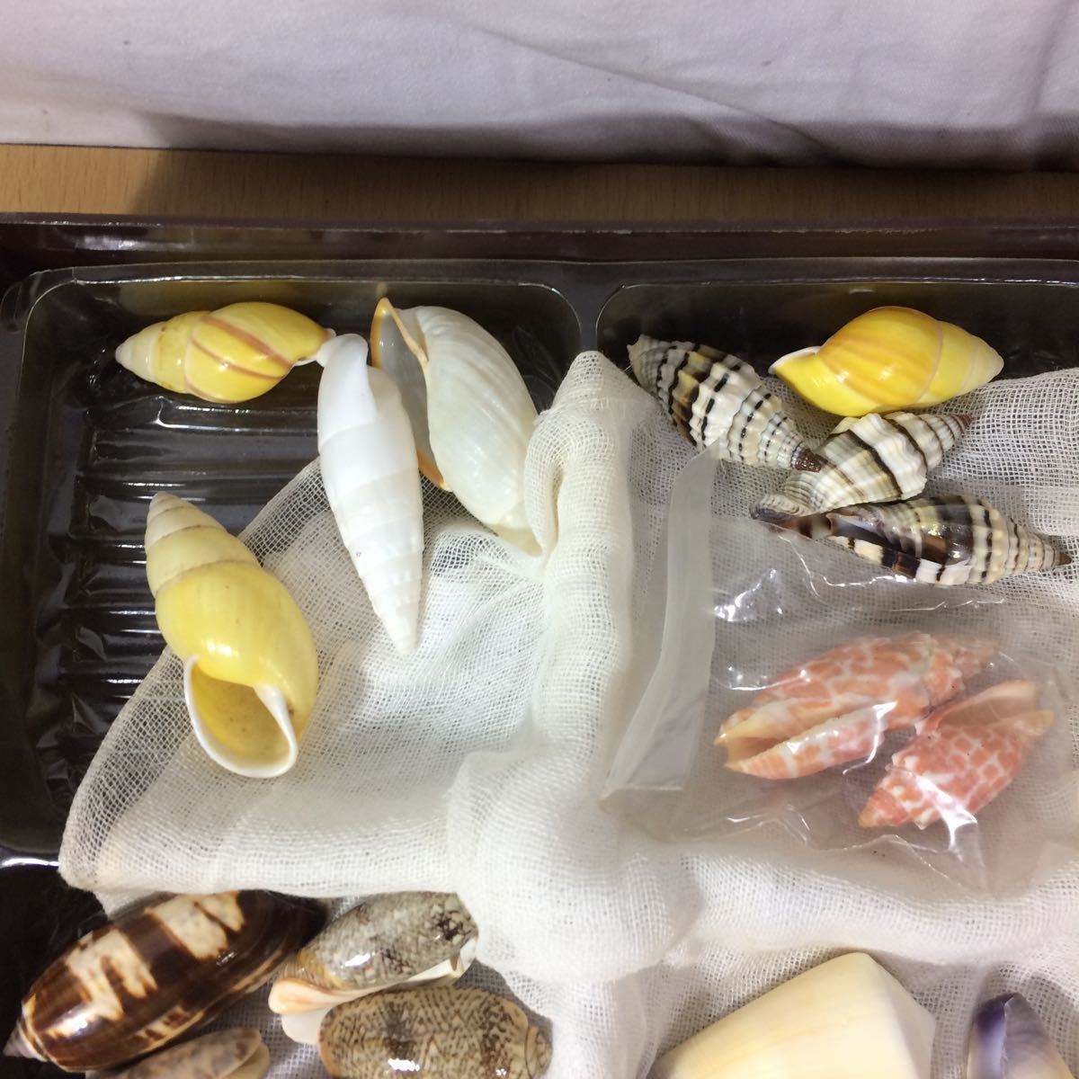 送料無料】貝殻 色々 まとめて ミツウネアワビ タカラガイ他☆貝 標本 